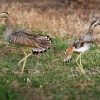 Dytik dvoupruhy - Burhinus bistriatus - Double-striped Thick-knee o9594